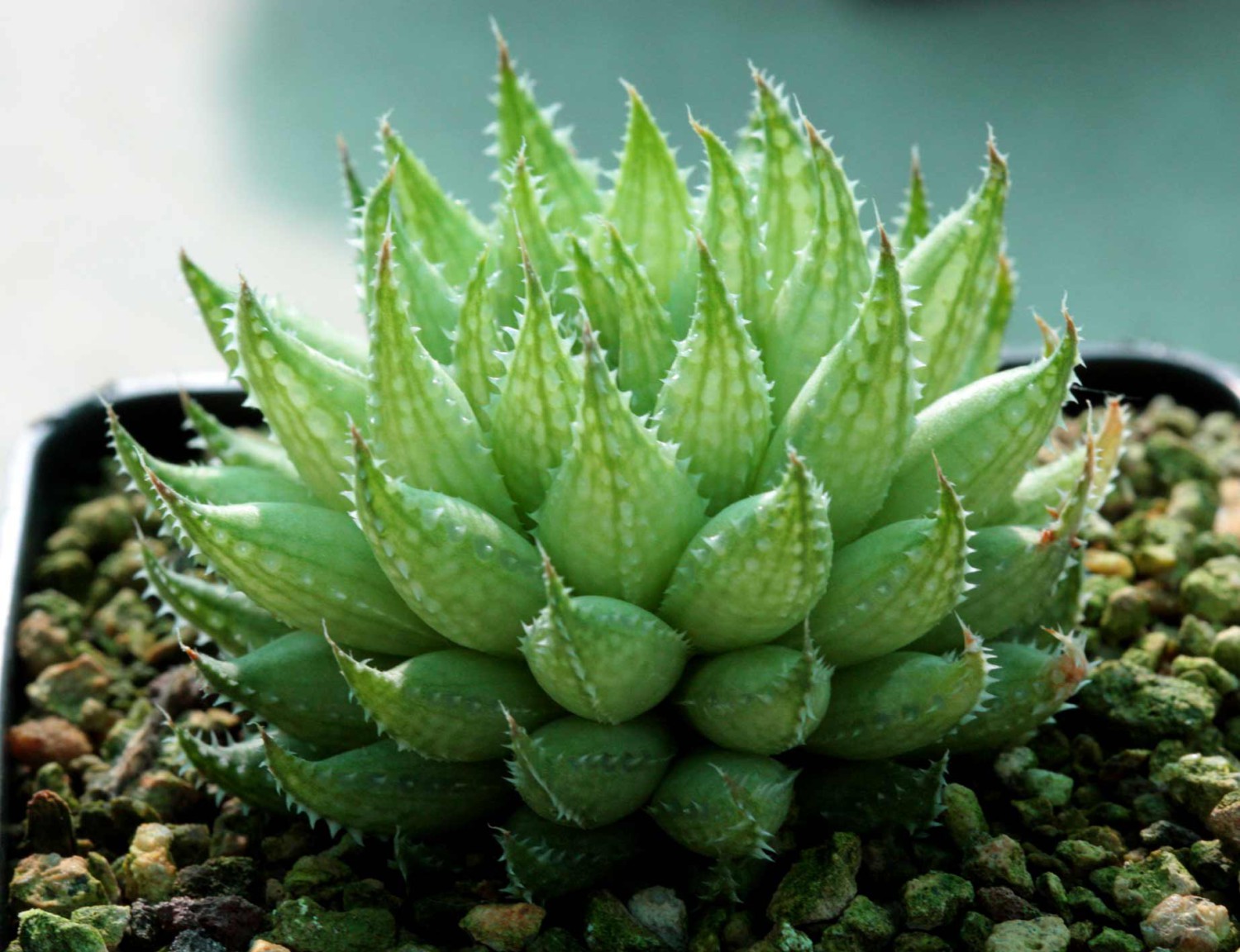 Haworthia Reticulata Ib805 Nonna Exoticbulbsandplants