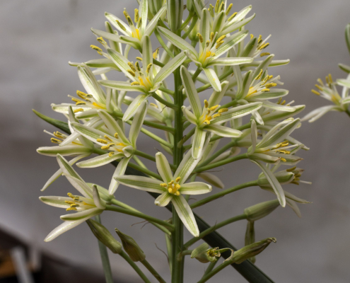 Albuca seineri